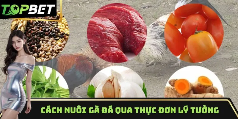 Cách nuôi gà đá hiệu quả qua thực đơn lý tưởng