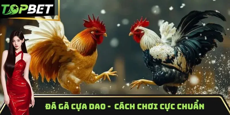 đá gà cựa dao