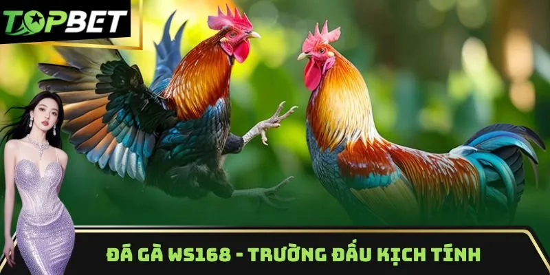 Đá gà WS168