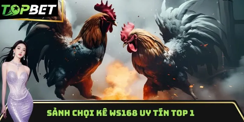 Khám phá sảnh chọi kê WS168 uy tín top 1